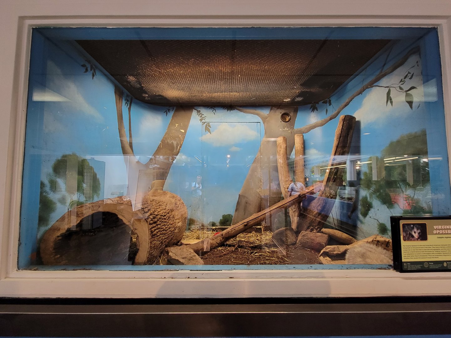 Louisville 5/22 - Metazoo, Virginia opossum