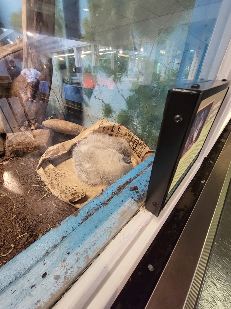 Louisville 5/22 - Metazoo, Virginia opossum