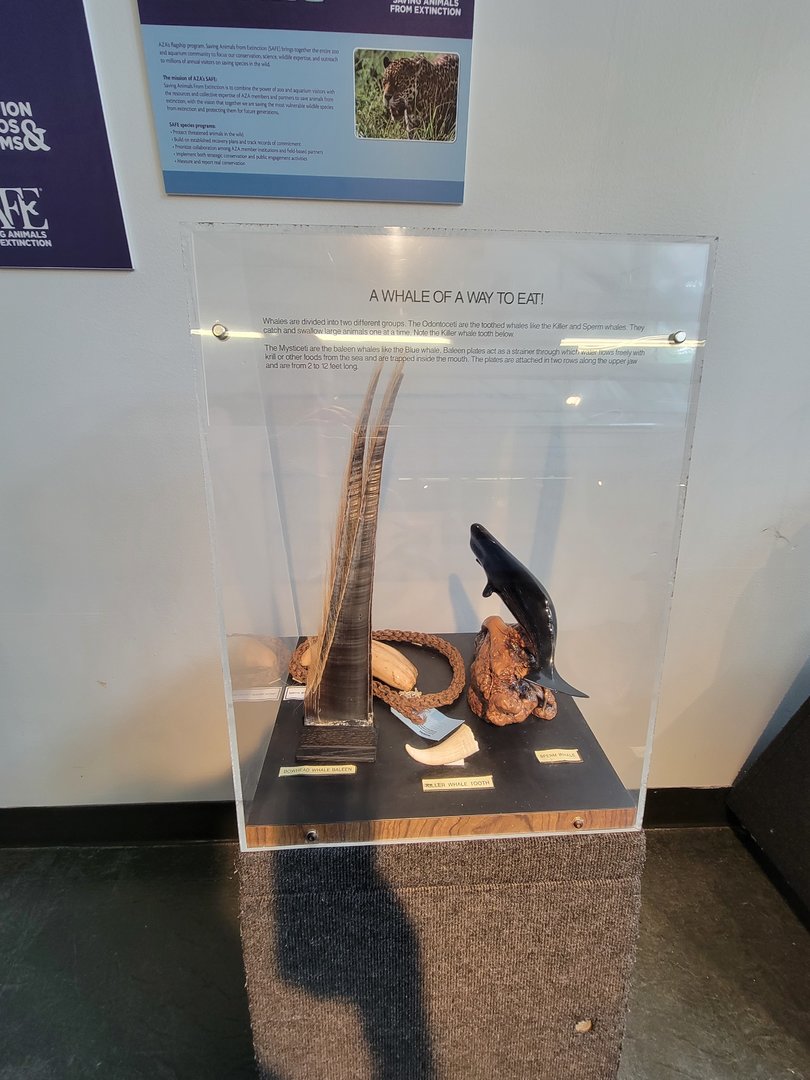 Louisville 5/22 - Metazoo, whale stuff