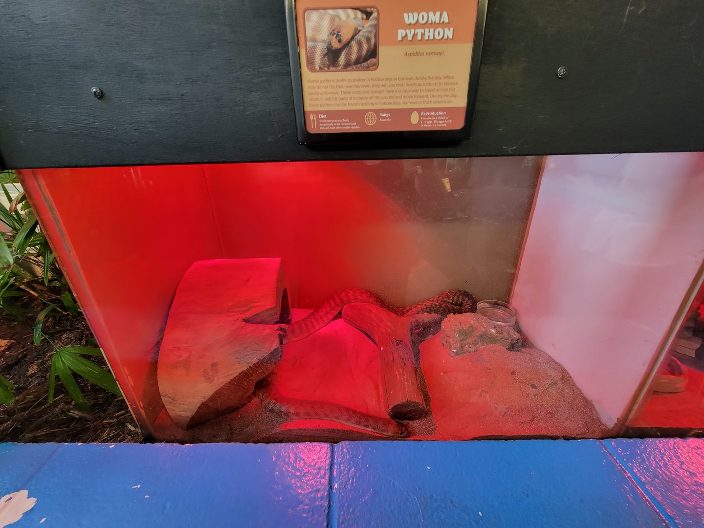 Louisville 5/22 - Metazoo, woma python