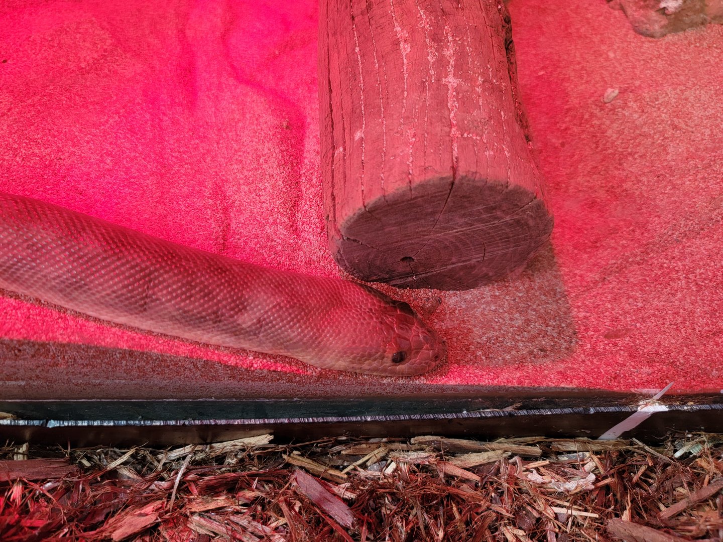 Louisville 5/22 - Metazoo, woman python