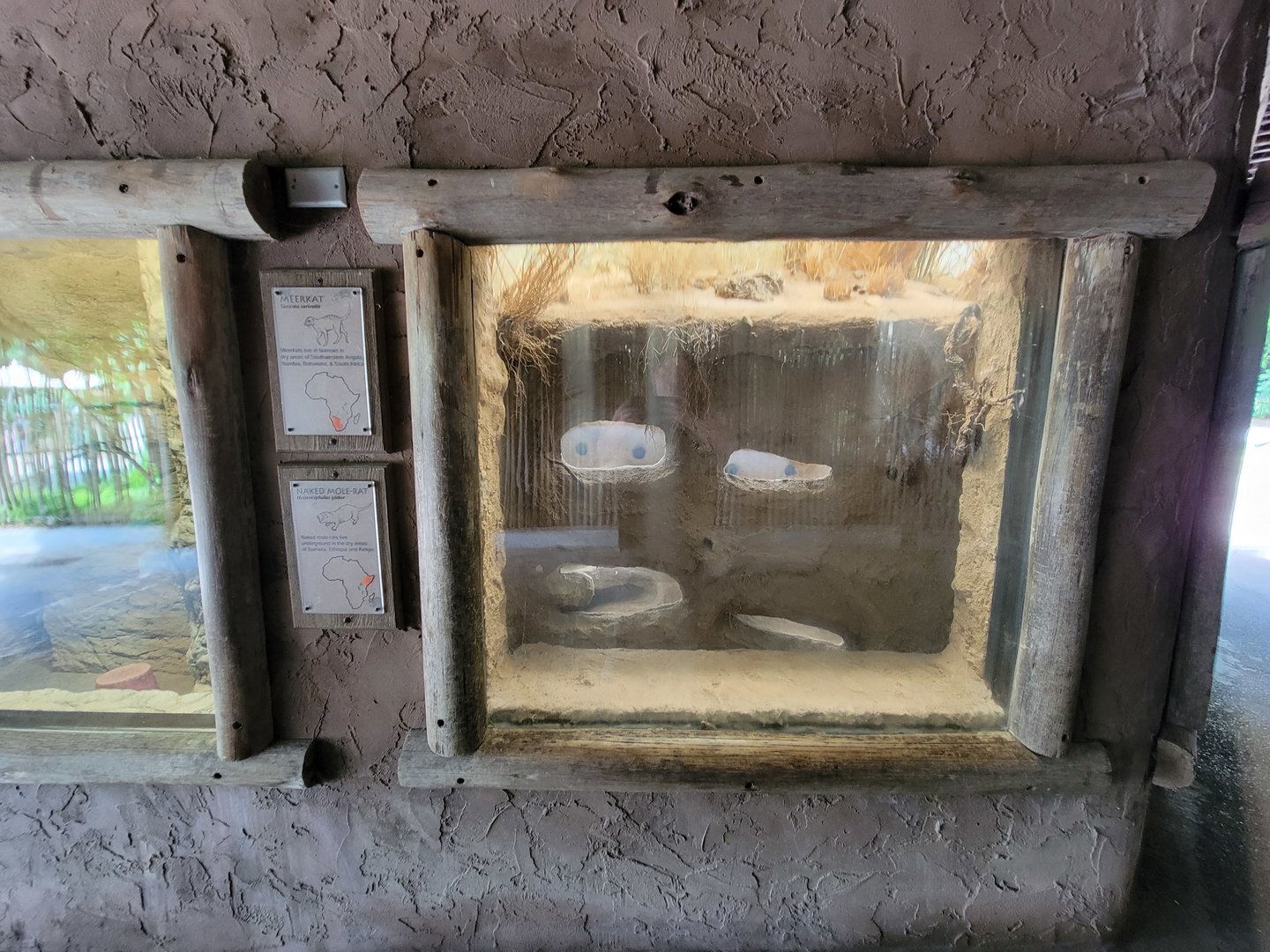 Louisville 5/22 - Naked mole-rats