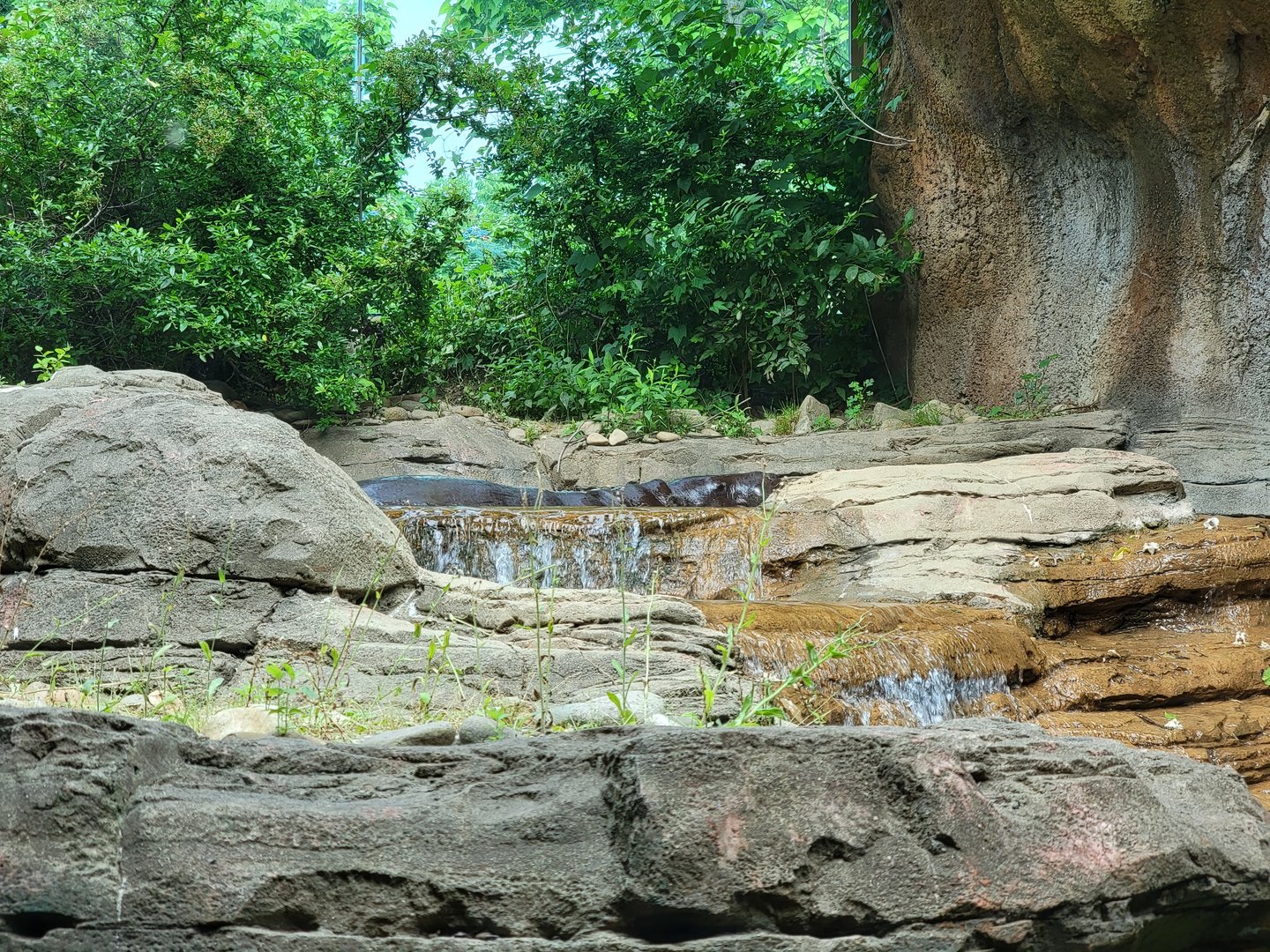 Louisville 5/22 - Pygmy hippopotamus camouflaged