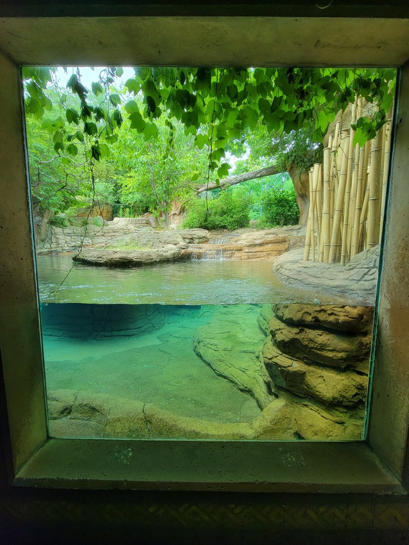 Louisville 5/22 - Pygmy hippopotamus, secondary window