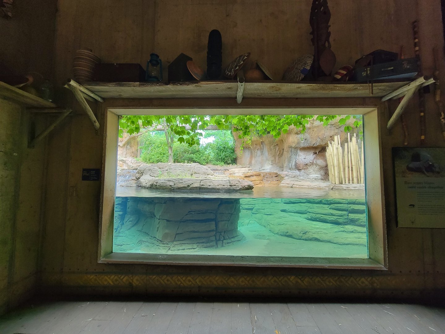 Louisville 5/22 - Pygmy hippopotamus