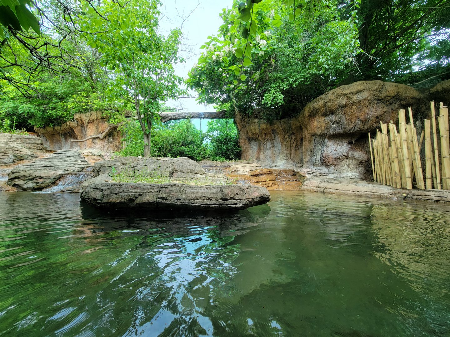 Louisville 5/22 - Pygmy hippopotamus