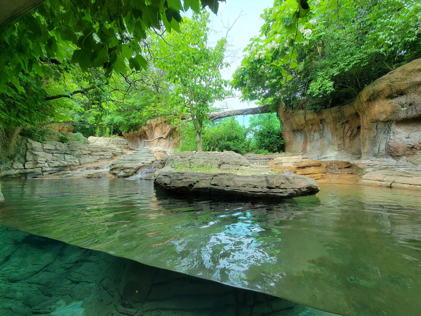 Louisville 5/22 - Pygmy hippopotamus