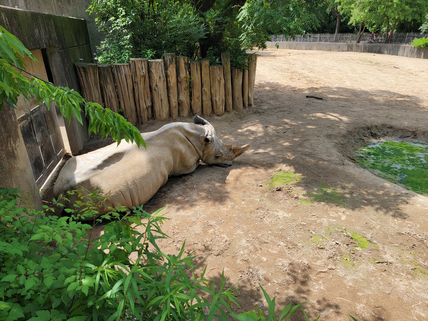 Louisville 5/22 - Rhinoceros