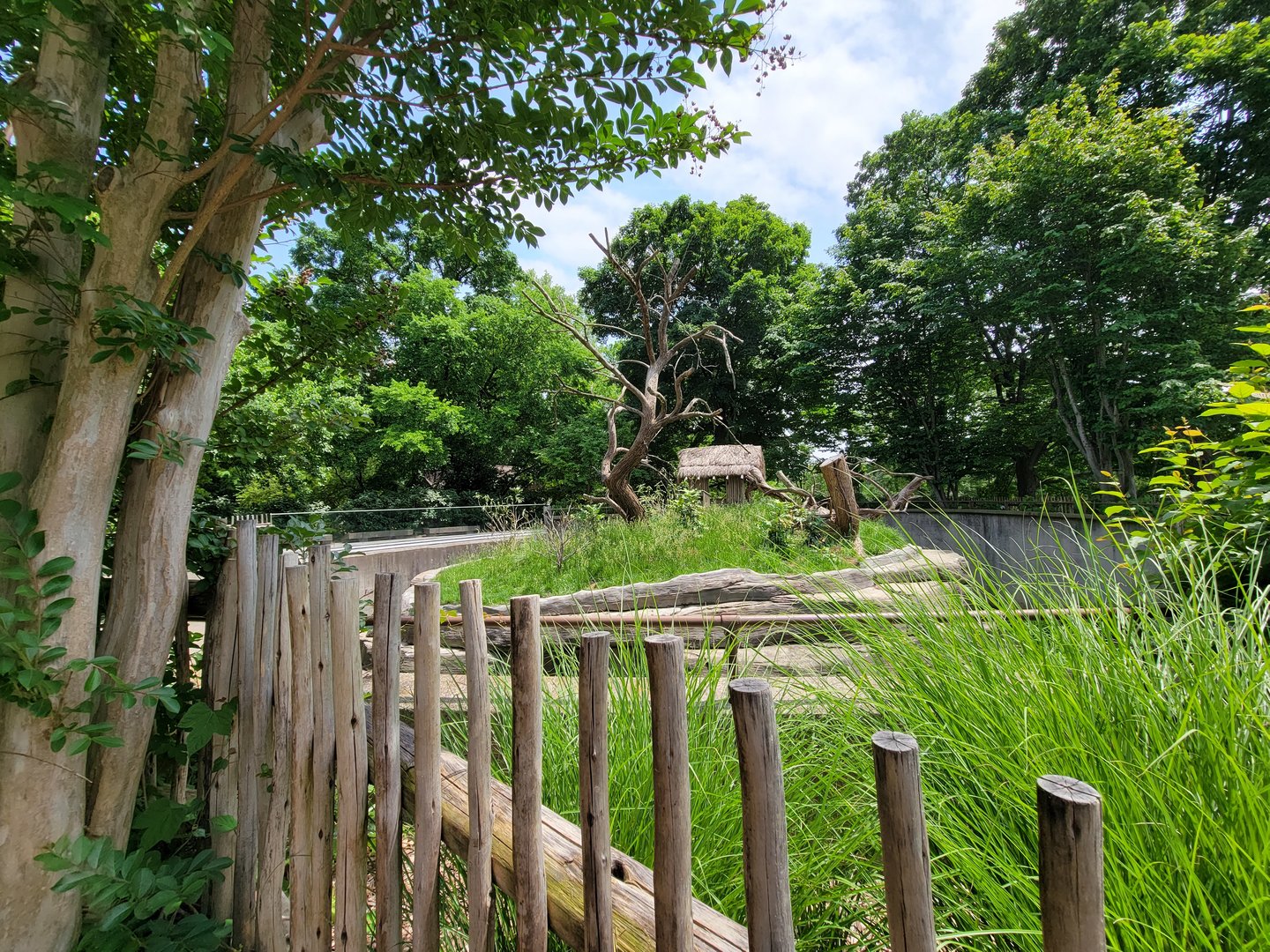 Louisville 5/22 - Ring-tailed lemurs