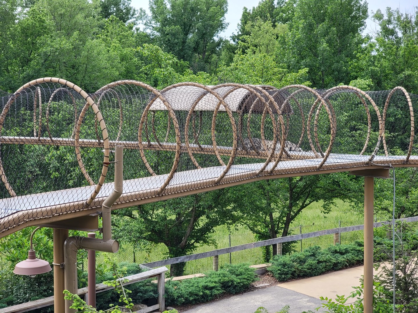 Louisville 5/22 - Snow leopard in overhead path