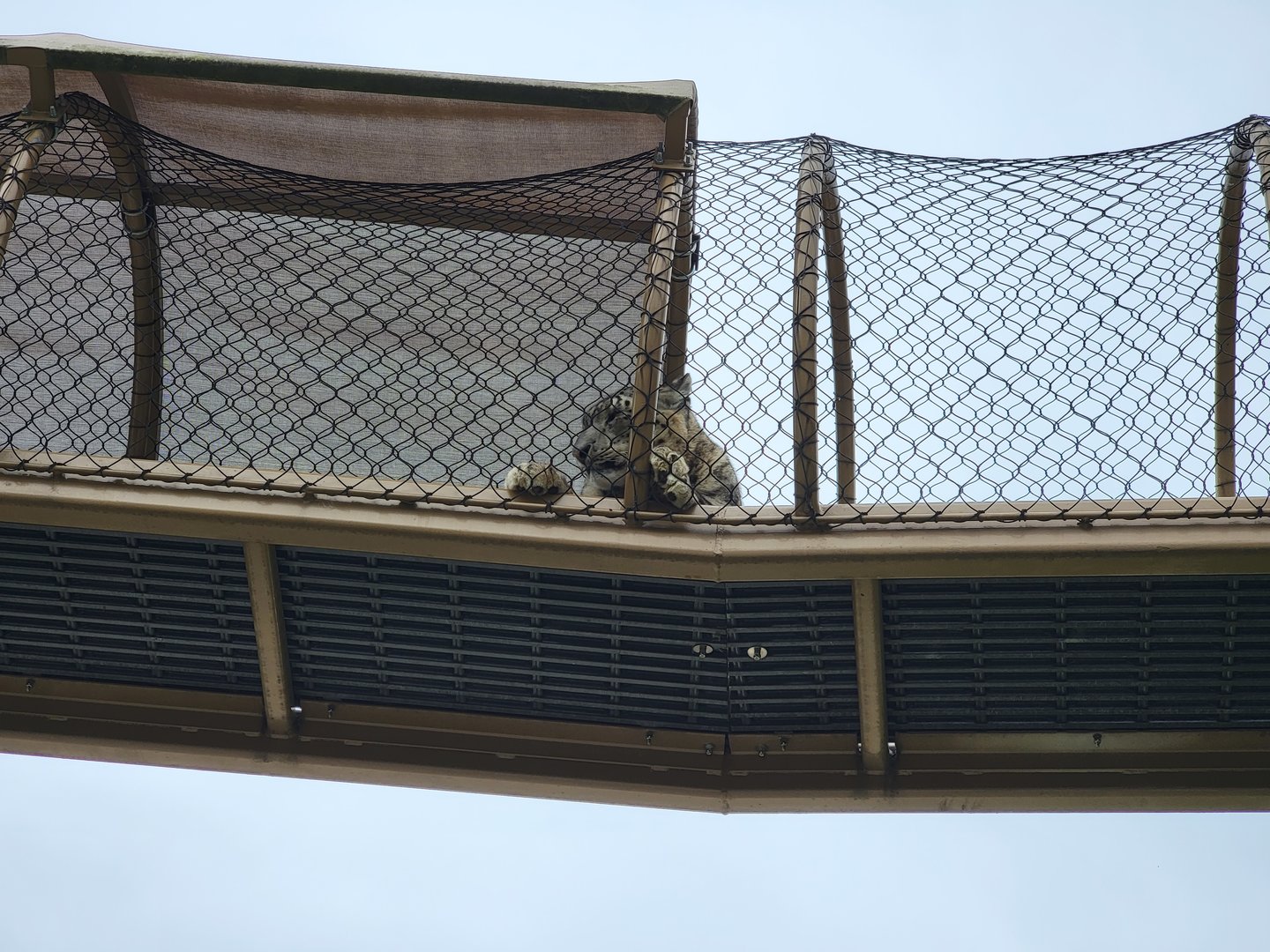 Louisville 5/22 - Snow leopard overhead