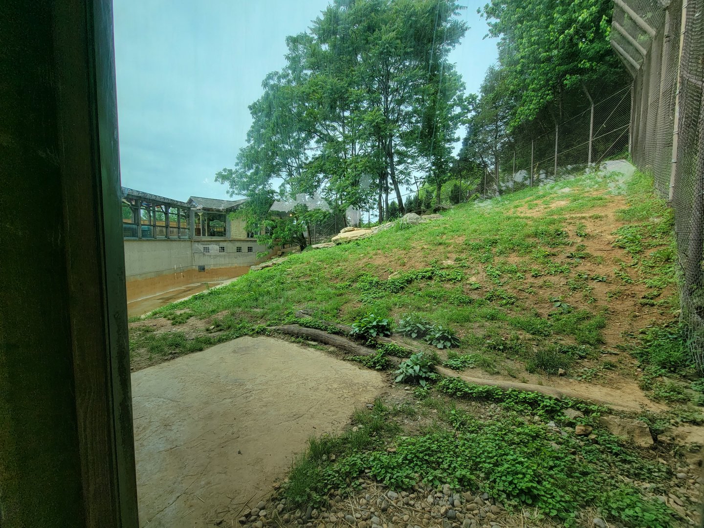 Louisville 5/22 - Tiger Taiga