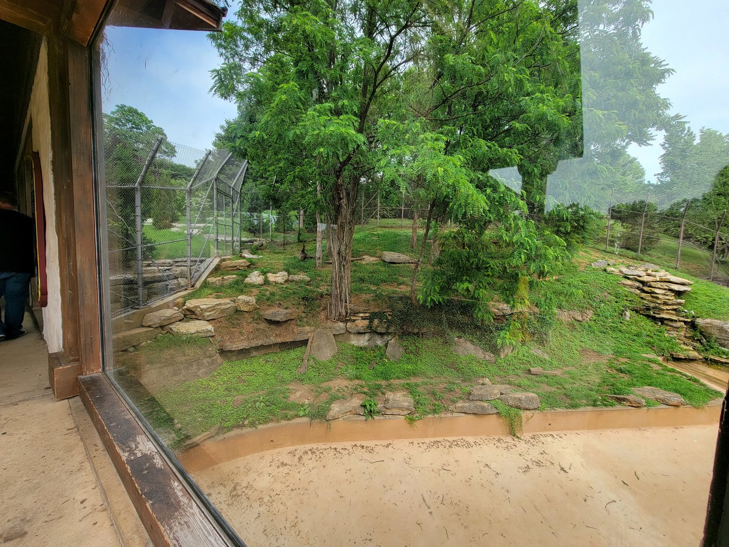 Louisville 5/22 - Tiger Taiga