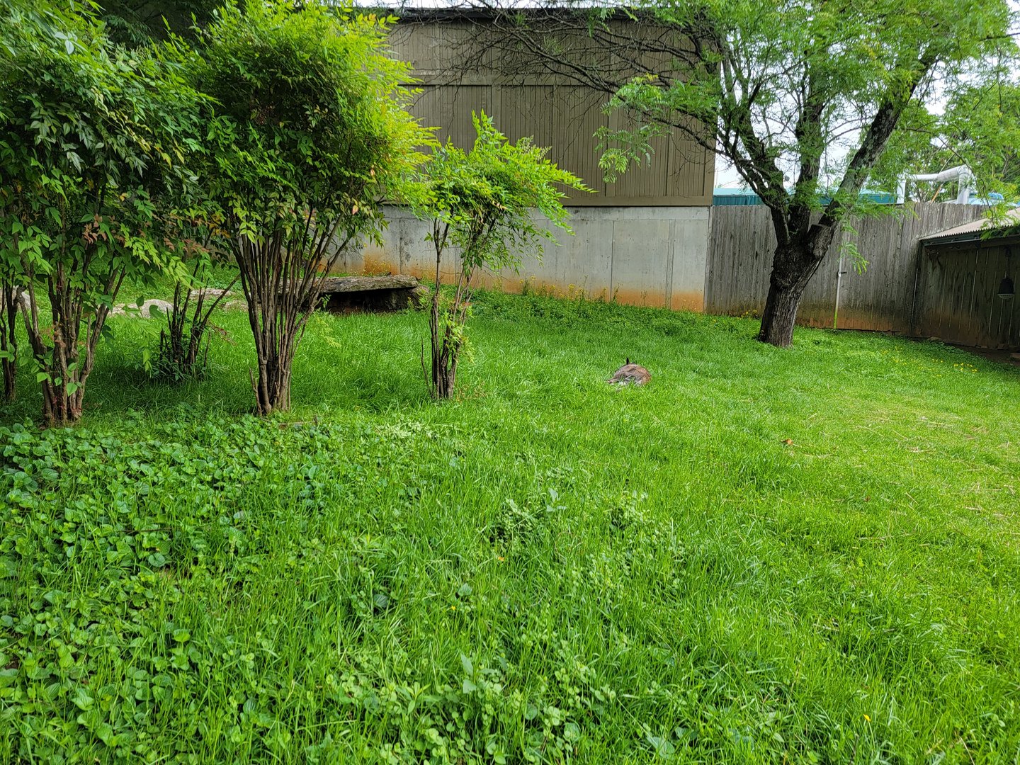 Louisville 5/22 - Wallaroo Walkabout, Bennett's wallaby asleep