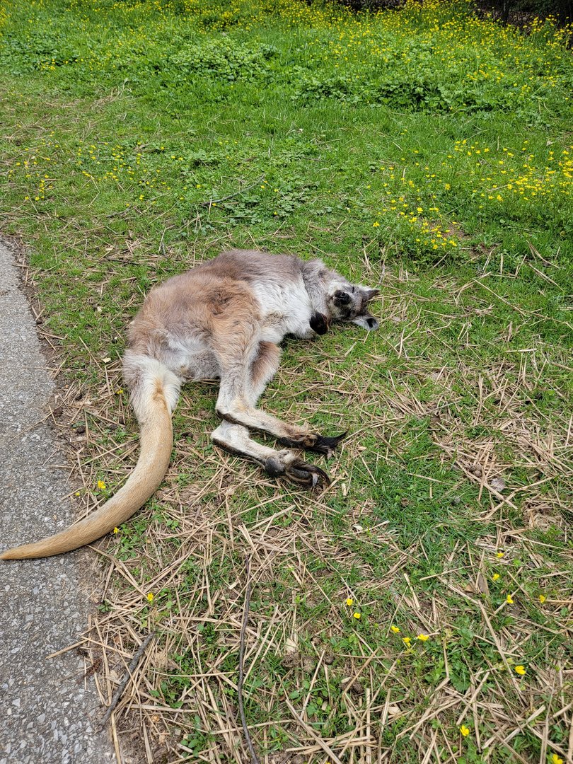 Louisville 5/22 - Wallaroo Walkabout, common wallaroo passed out