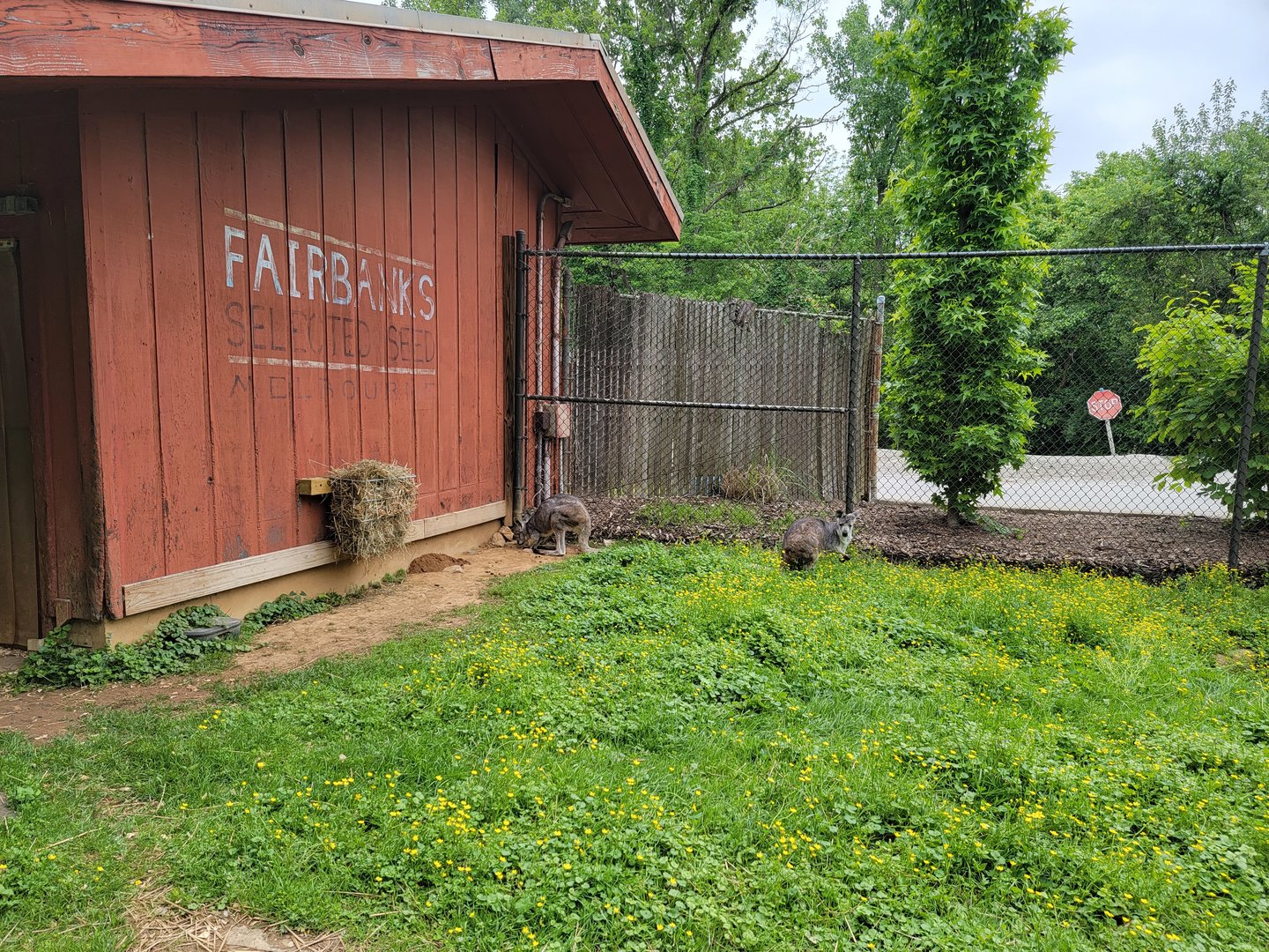 Louisville 5/22 - Wallaroo Walkabout, common wallaroos