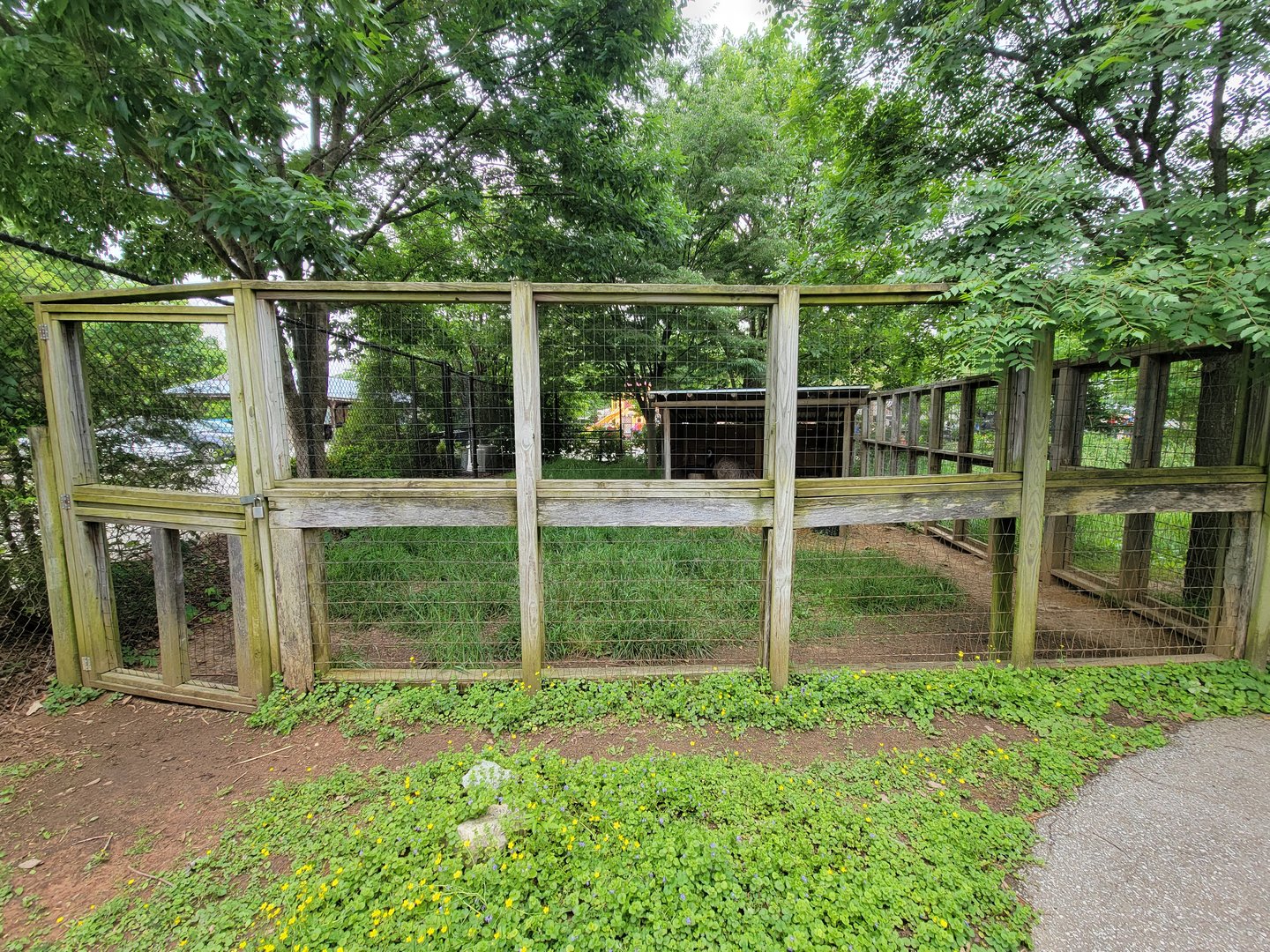 Louisville 5/22 - Wallaroo Walkabout, Emus