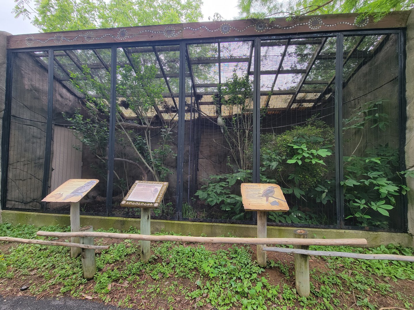 Louisville 5/22 - Wallaroo Walkabout, tawny frogmouth on left, laughing kookaburra on right