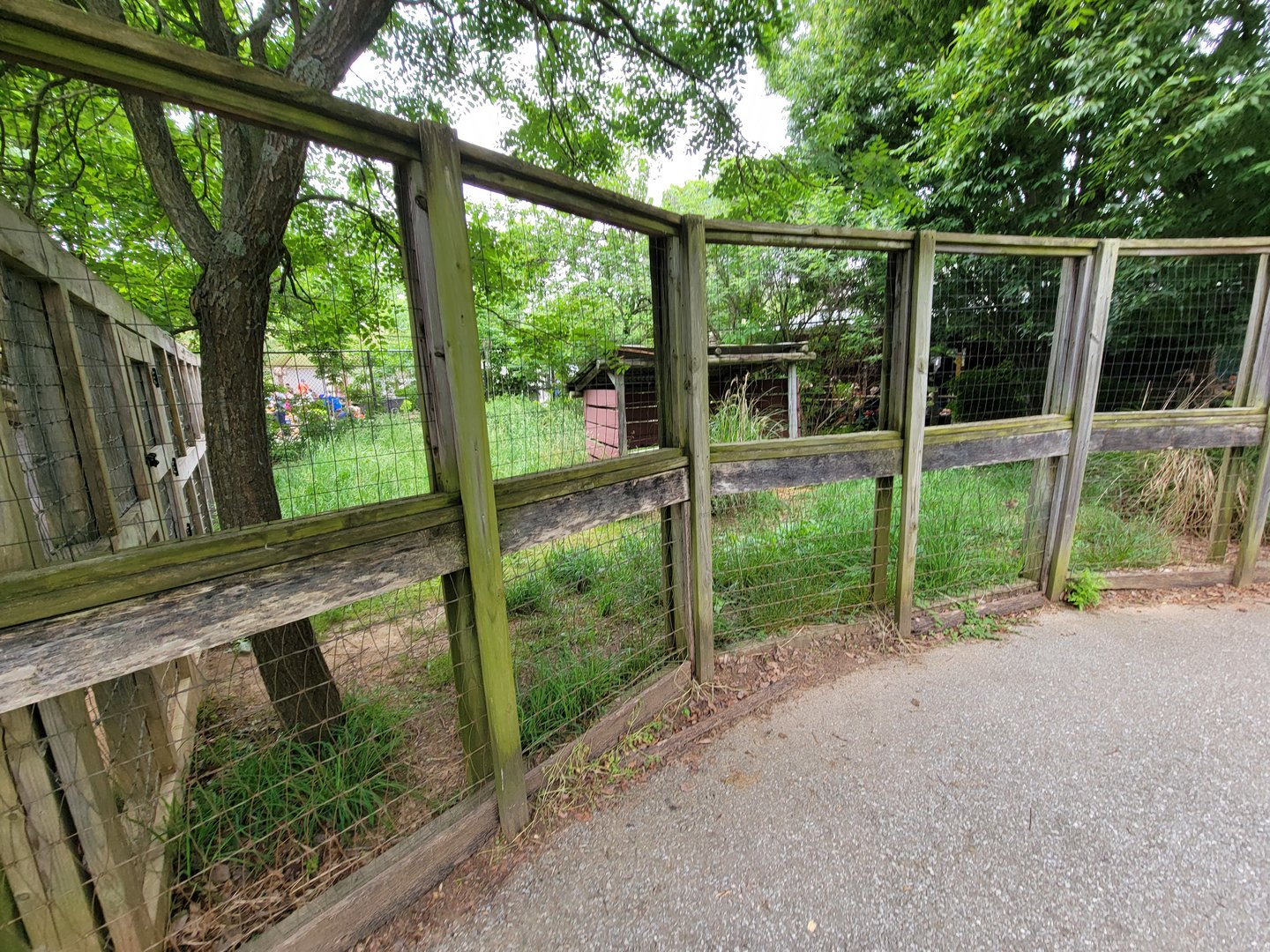 Louisville 5/22 - Wallaroo Walkabout, third emu enclosure