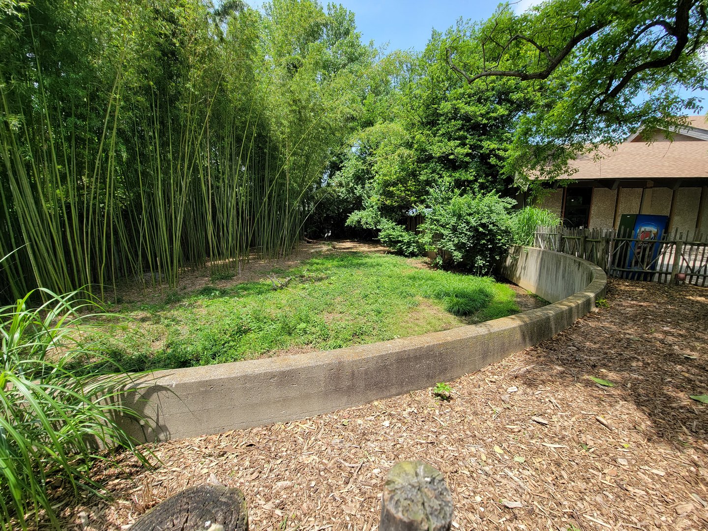 Louisville 5/22 - Wattled crane