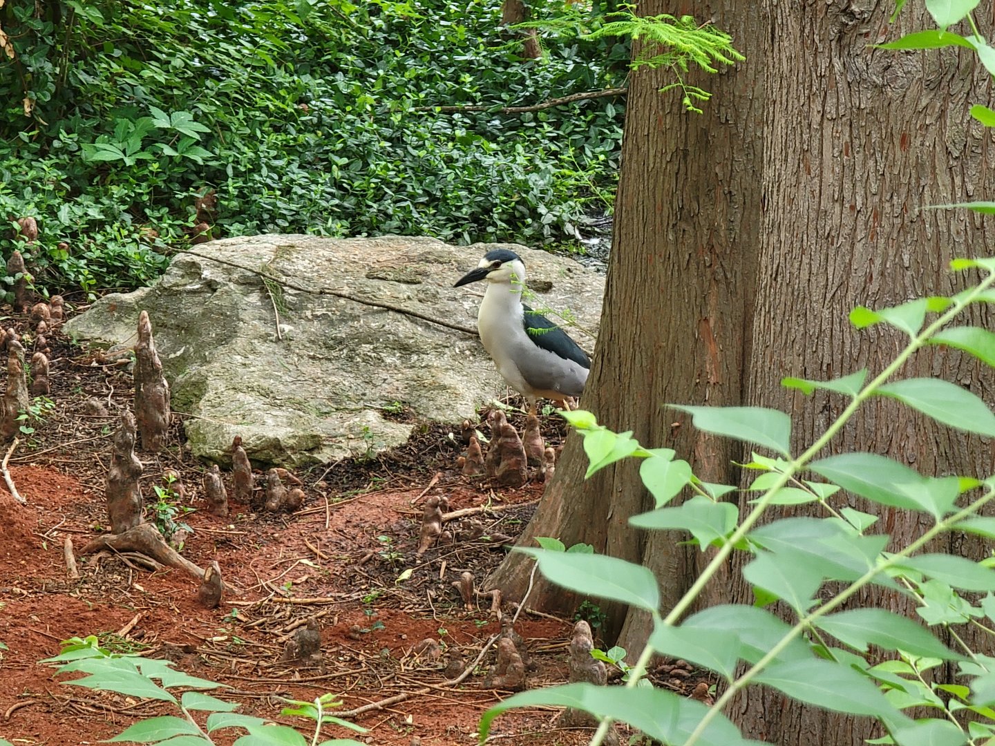 Louisville 5/22 - Wild black-crowned night heron hunting