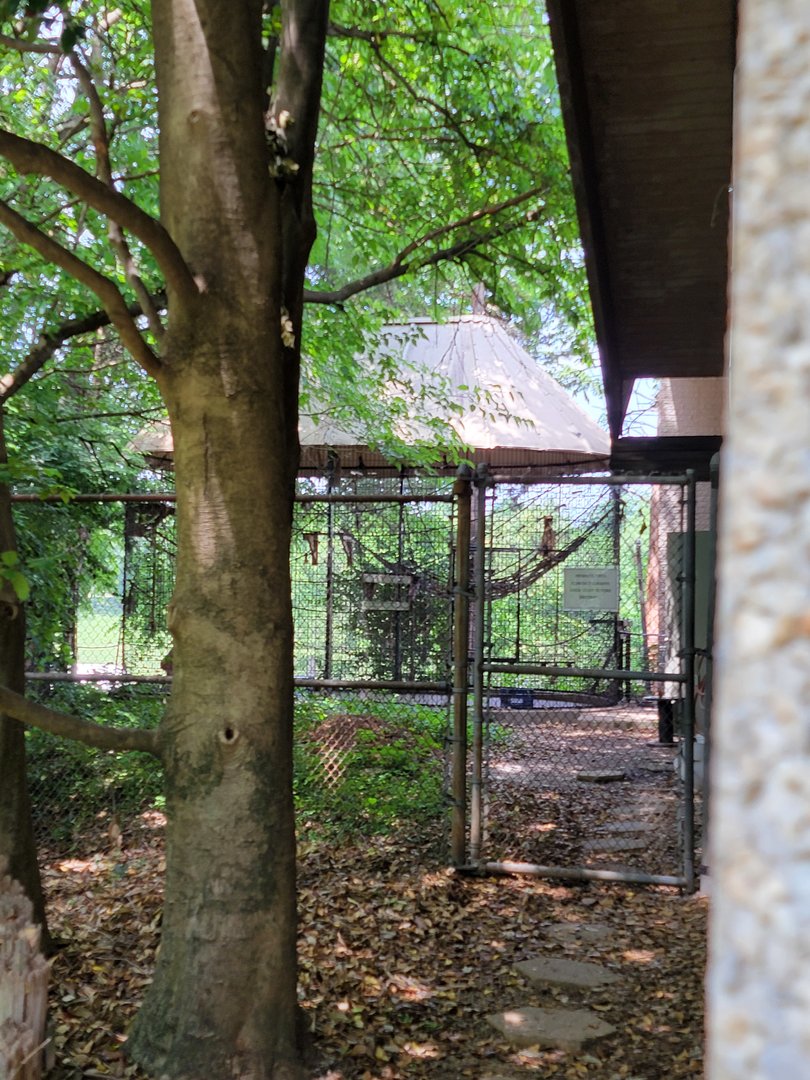 Louisville 5/22 - Woolly monkeys