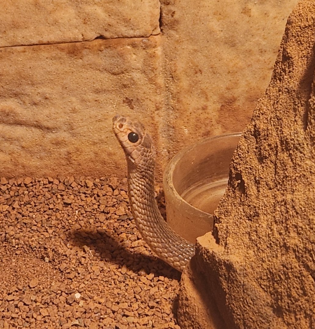Louisville Zoo - Rhamphiophis rubropunctatus