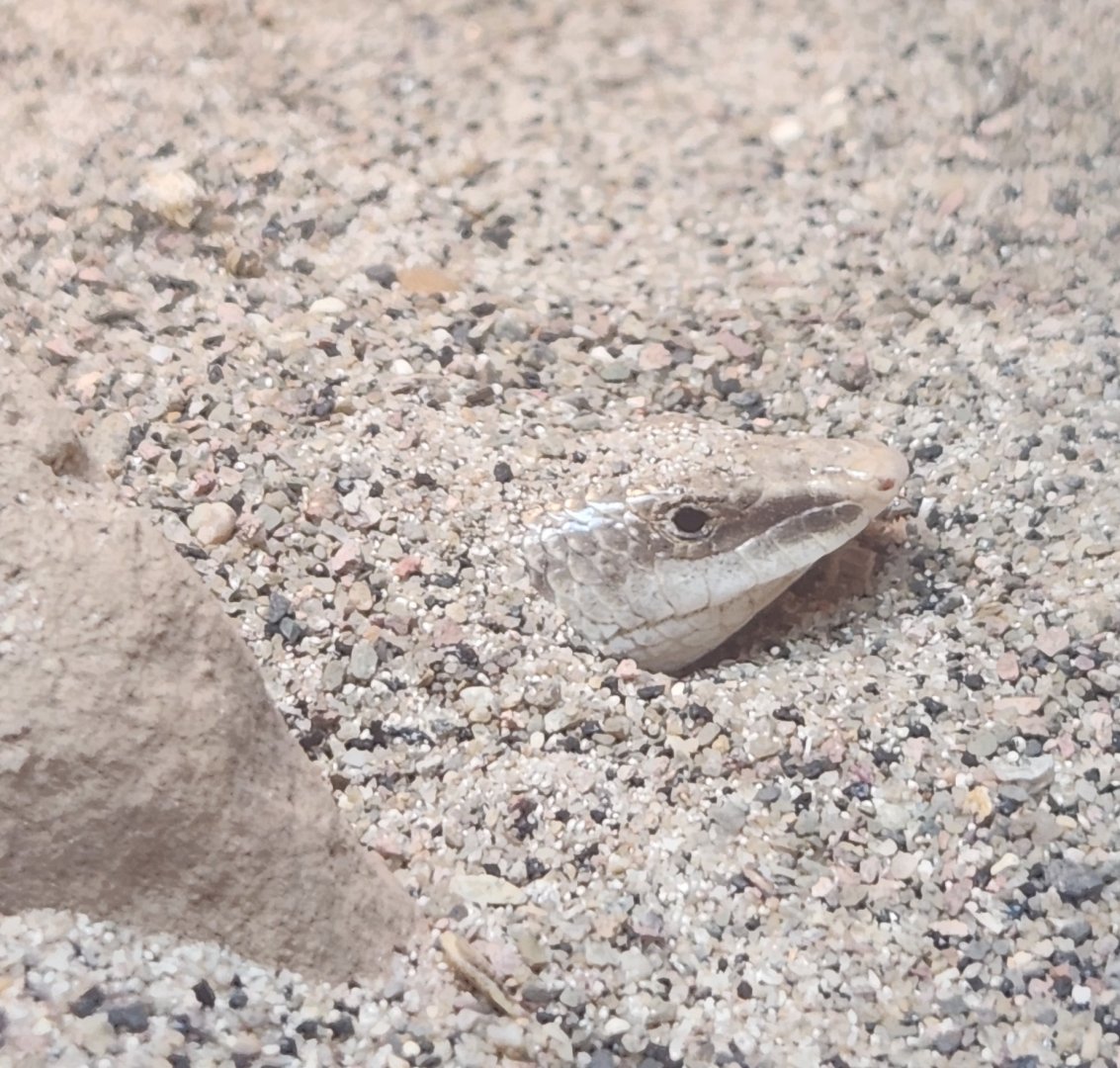 Louisville Zoo - Scincus scincus