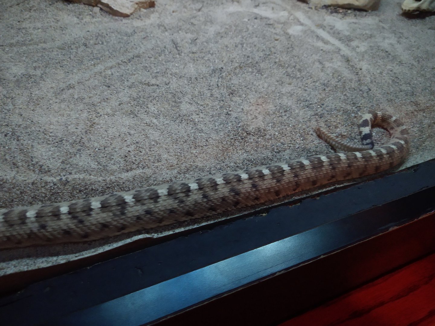 Louisville Zoo snake ID