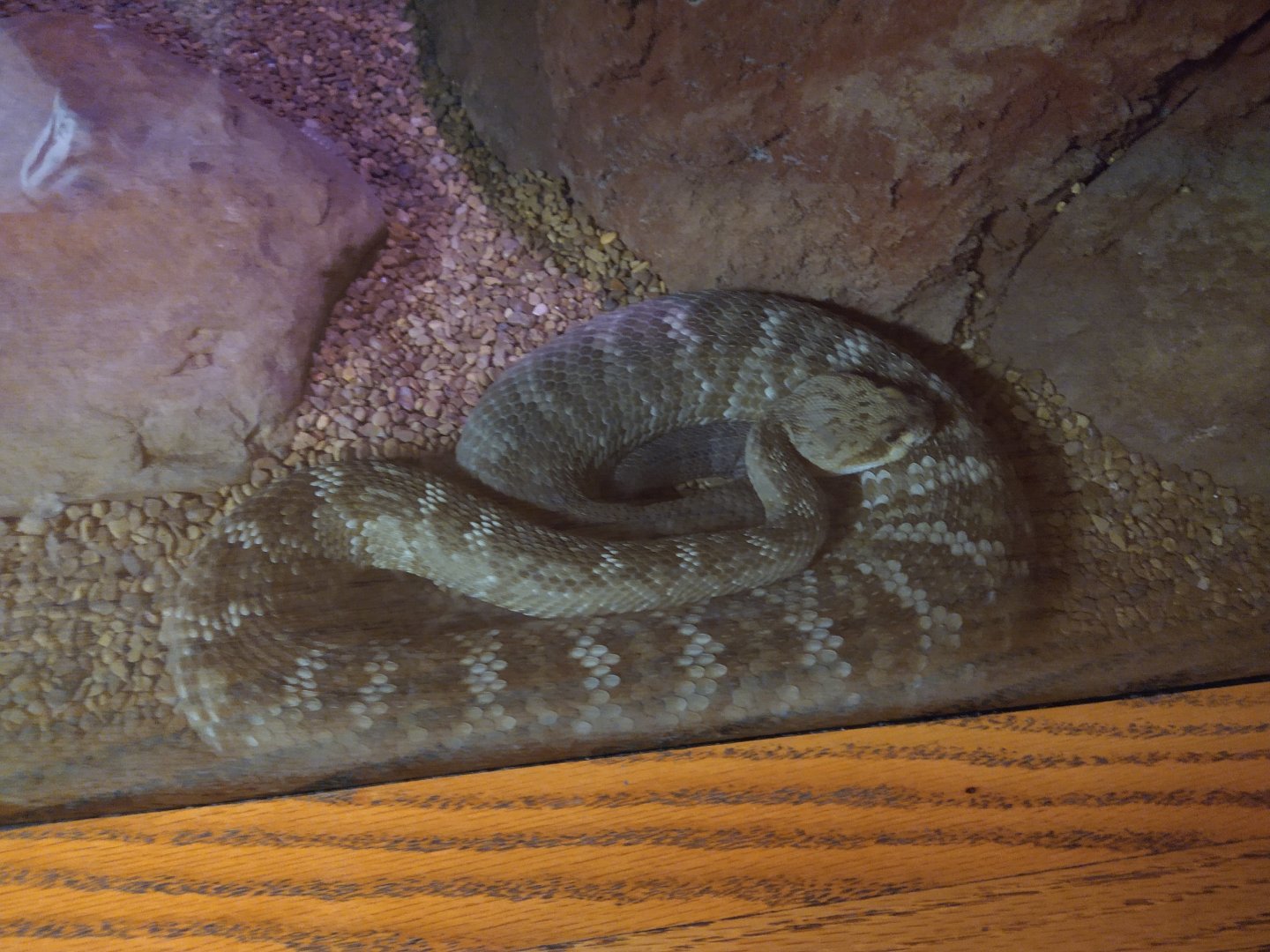 Louisville Zoo snake ID