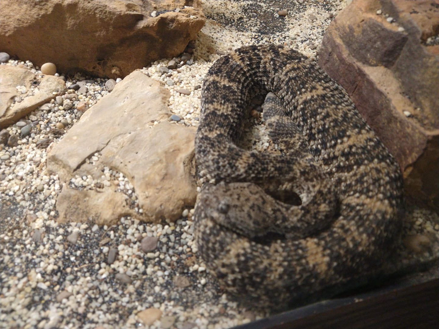Louisville Zoo snake ID
