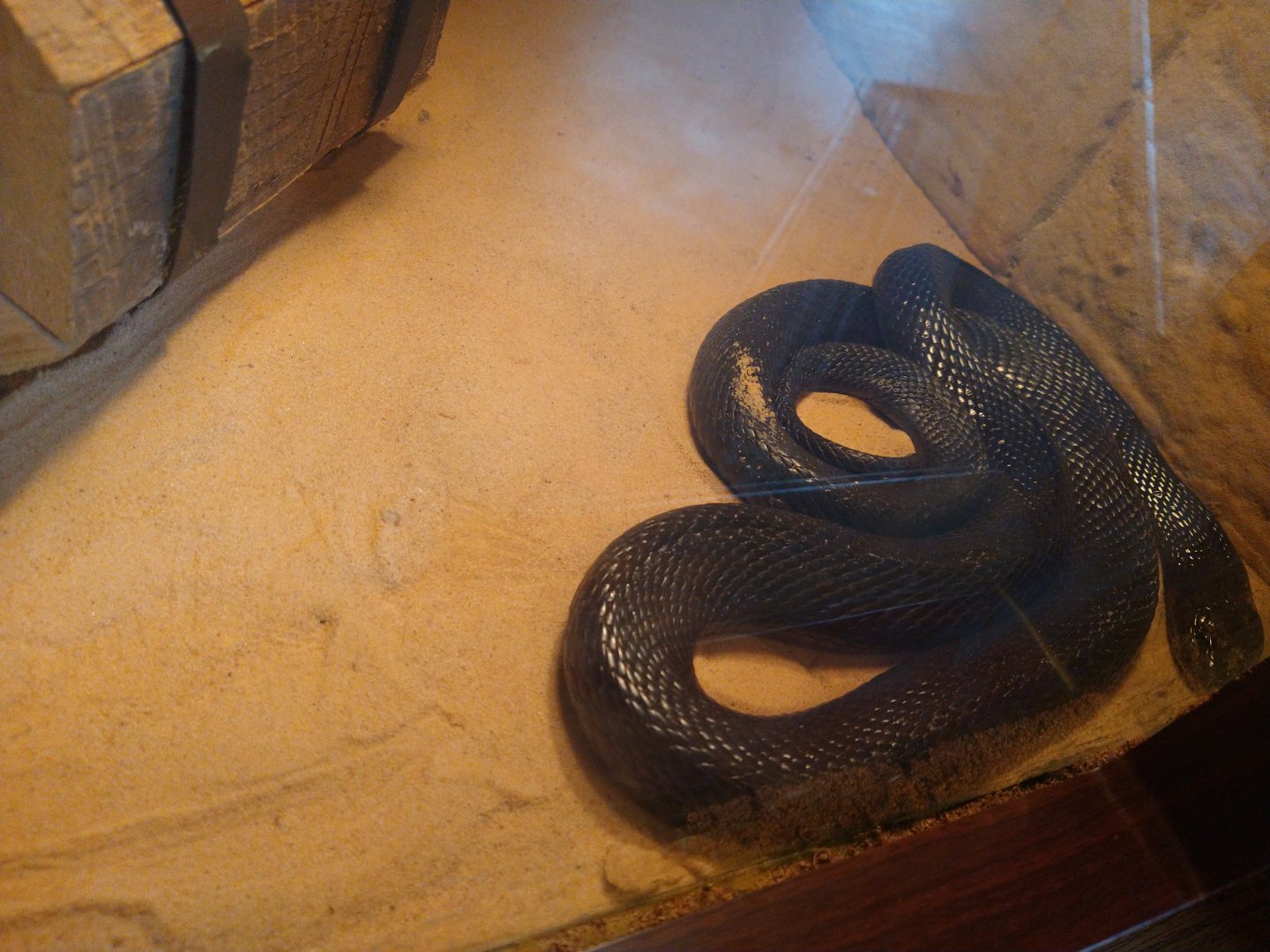 Louisville Zoo snake ID