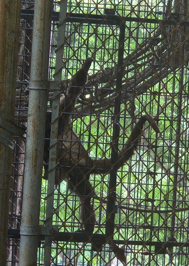 Louisville Zoo - The last woolly monkey in North America