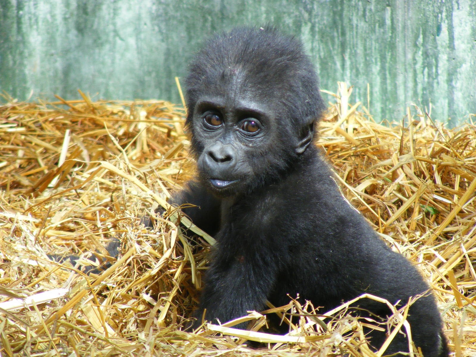 Louna the gorilla at Port Lympne Wild Animal Park, 16 May 2009