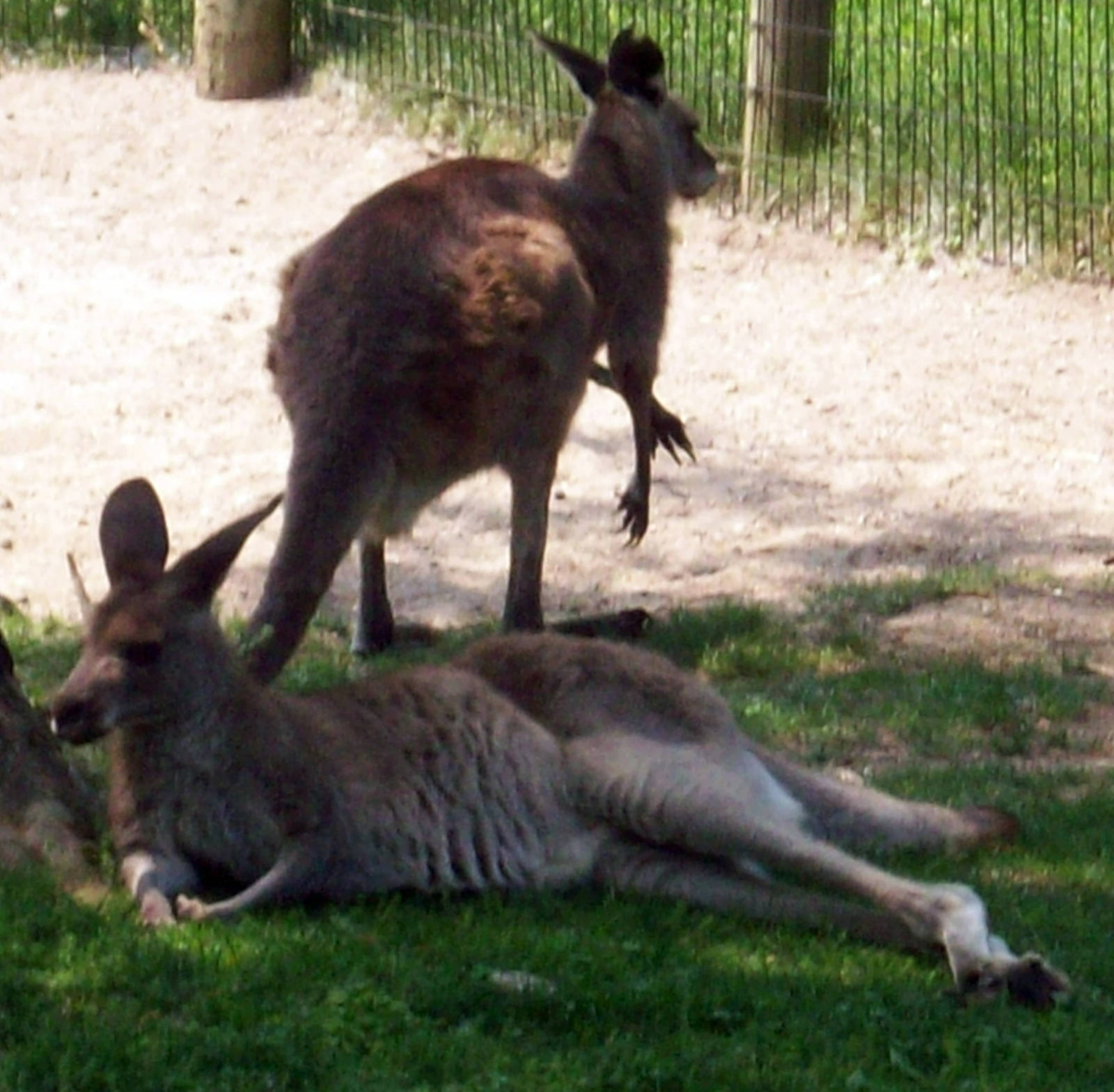 Loungin' Roos.