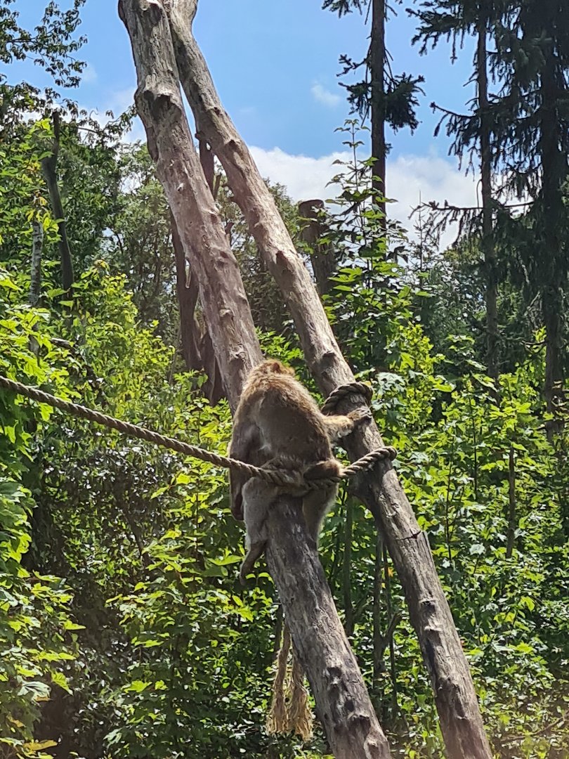 Lounging Barbary macaque