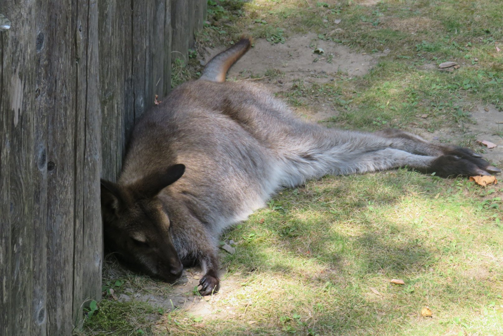 Lounging Bennett's wallaby