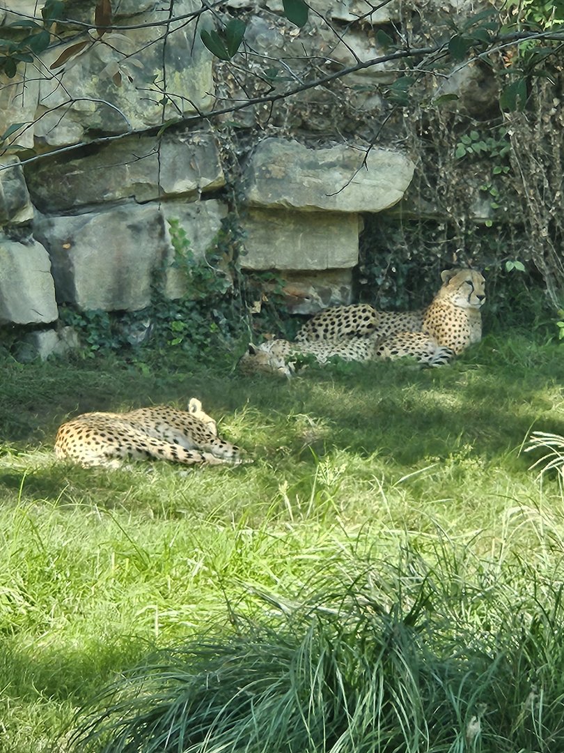 Lounging cheetahs