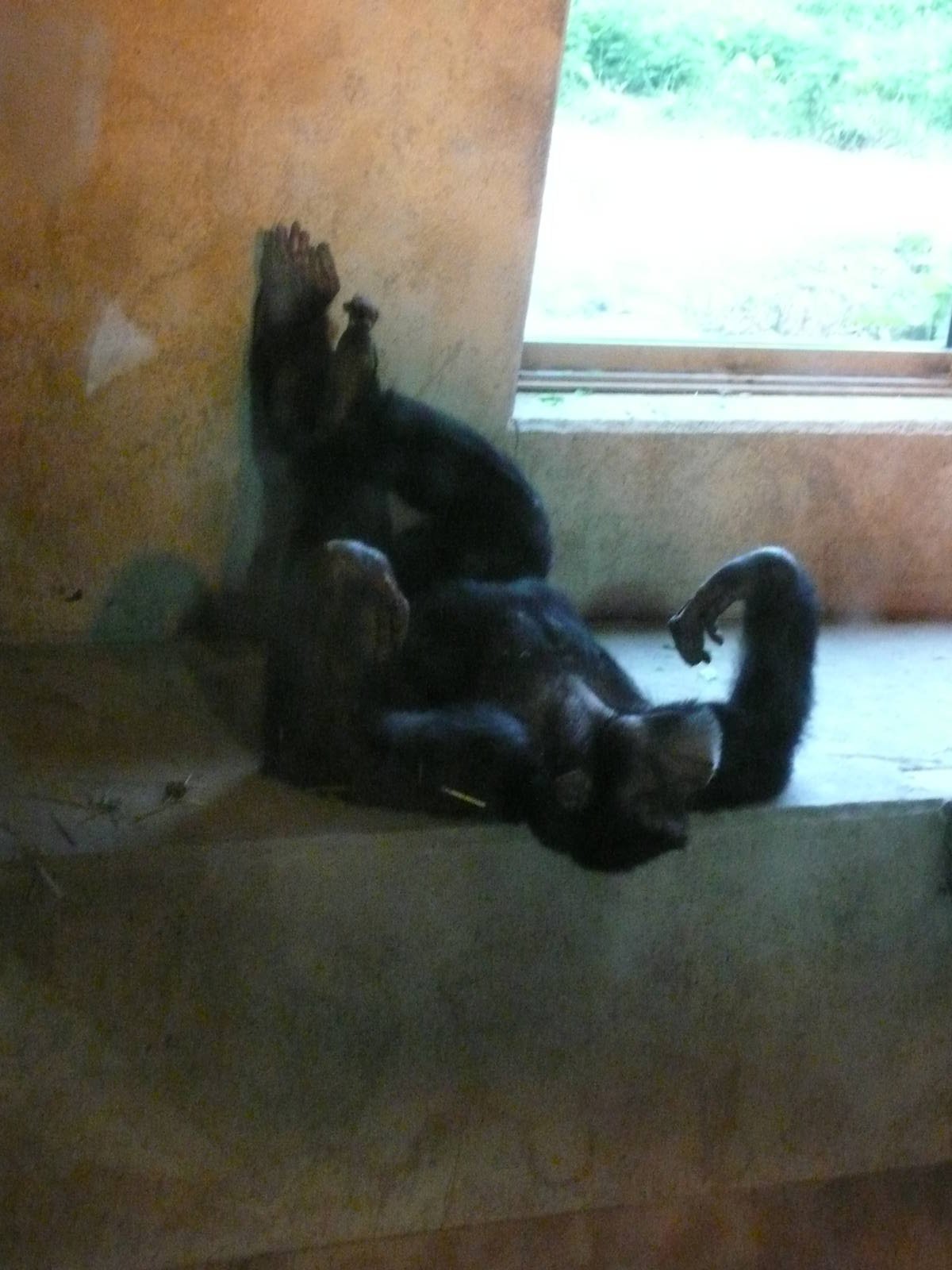 Lounging Chimp