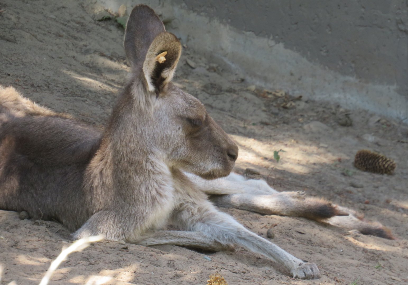 Lounging eastern grey kangaroo