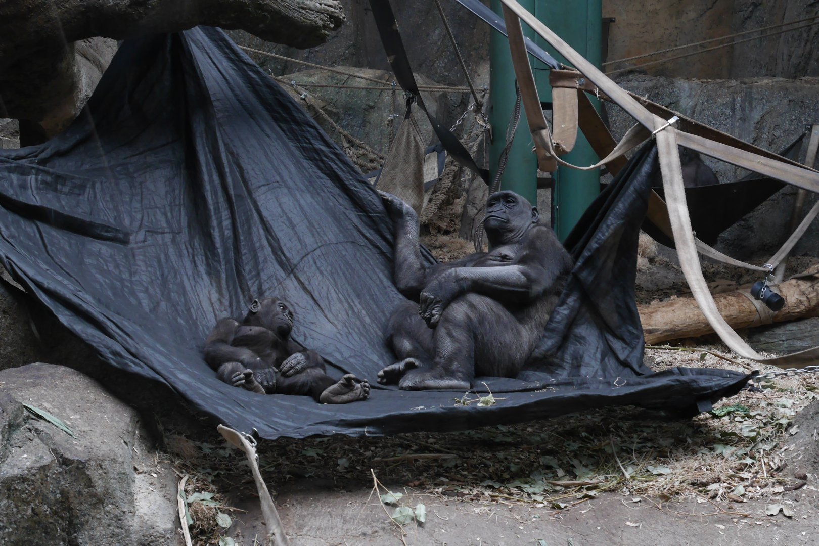 Lounging Gorillas - My first US Zoo Trip