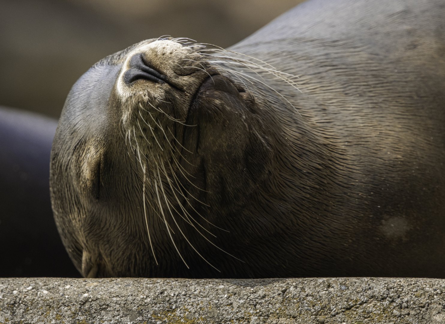 Lounging sea lion