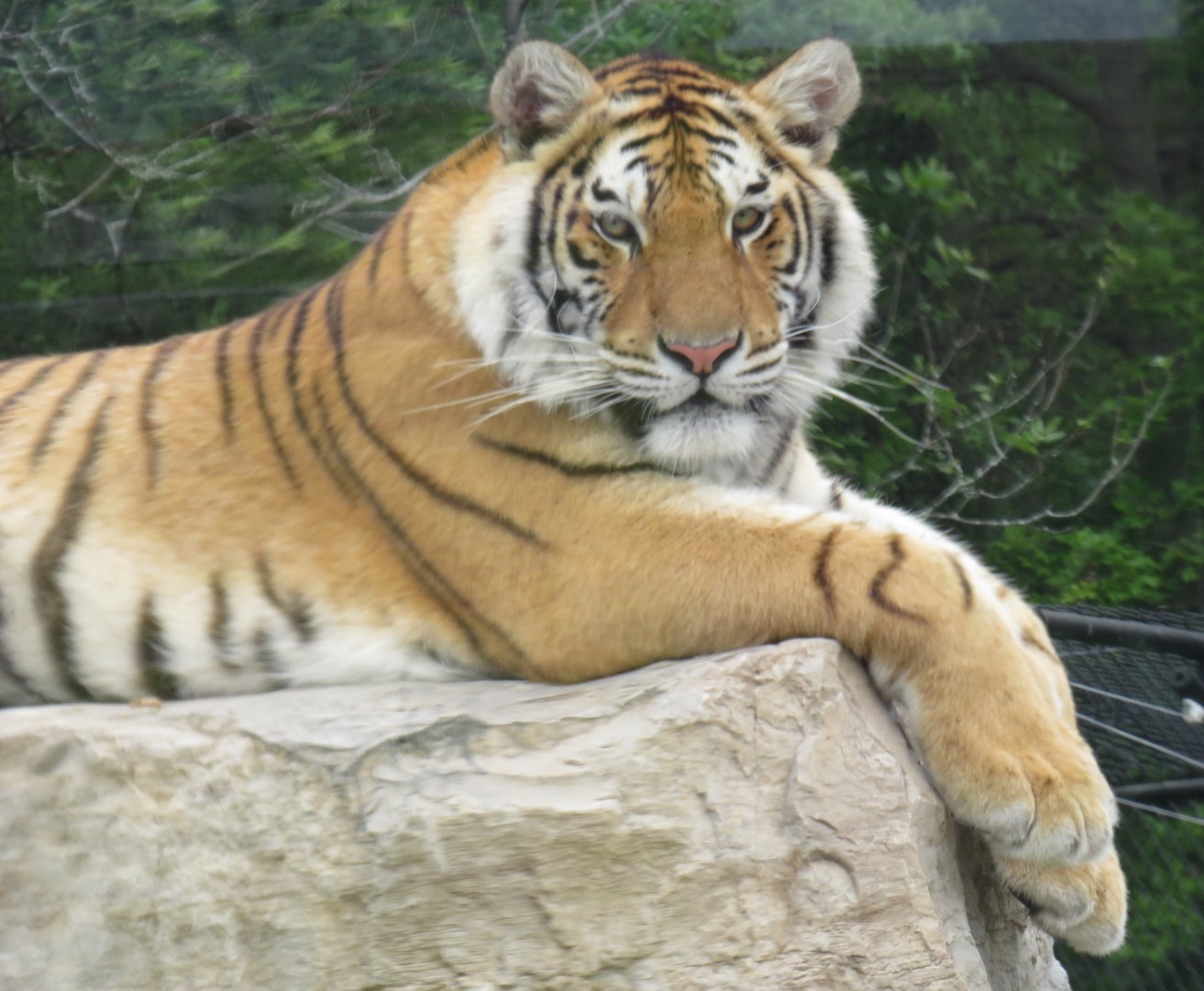 Lounging tiger