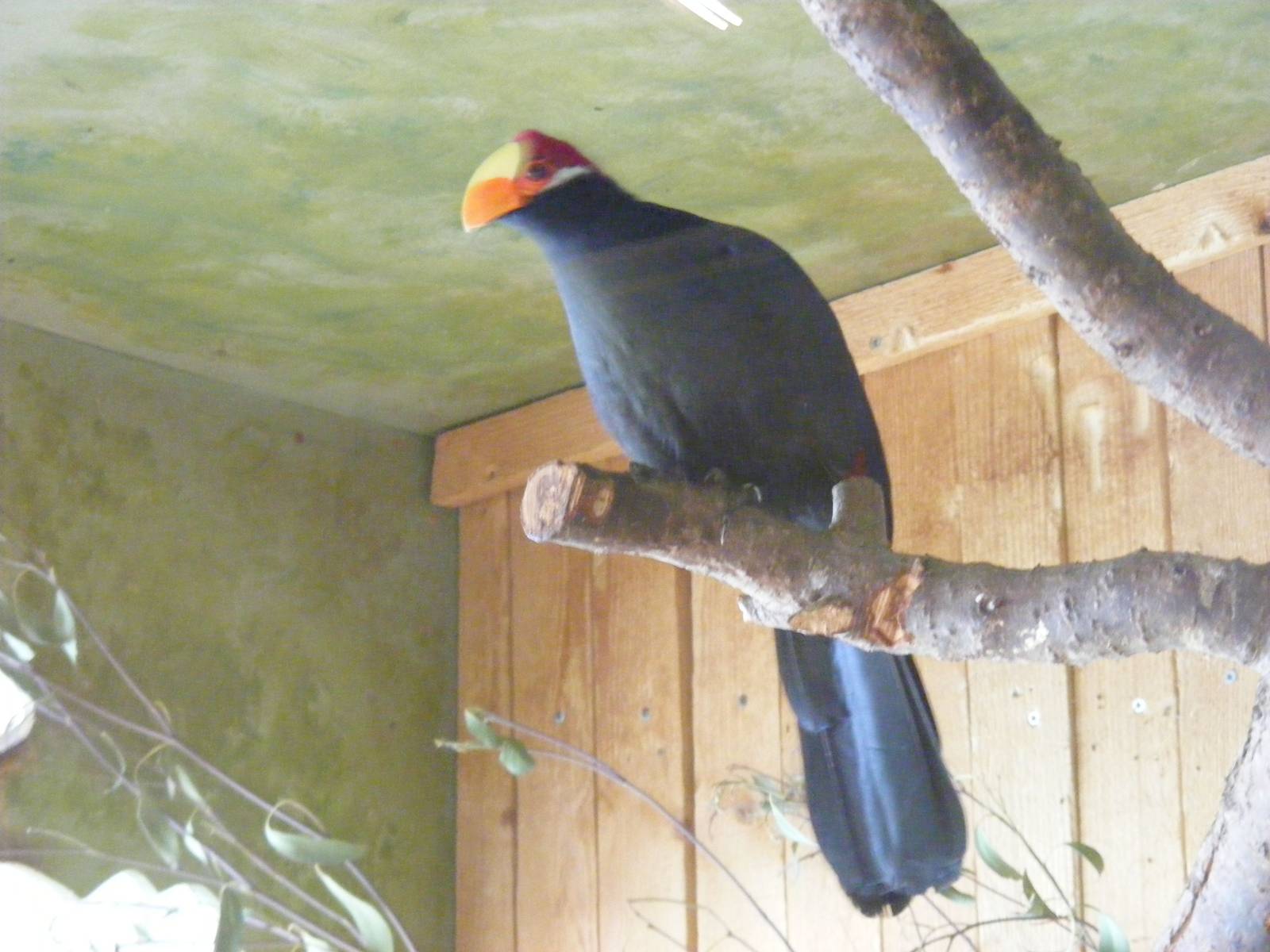 Louries or Shai the violaceous turaco at Drusillas Park, 23 May 2009