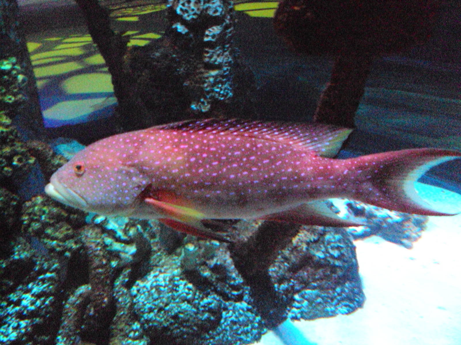 Louti Grouper (Variola louti)
