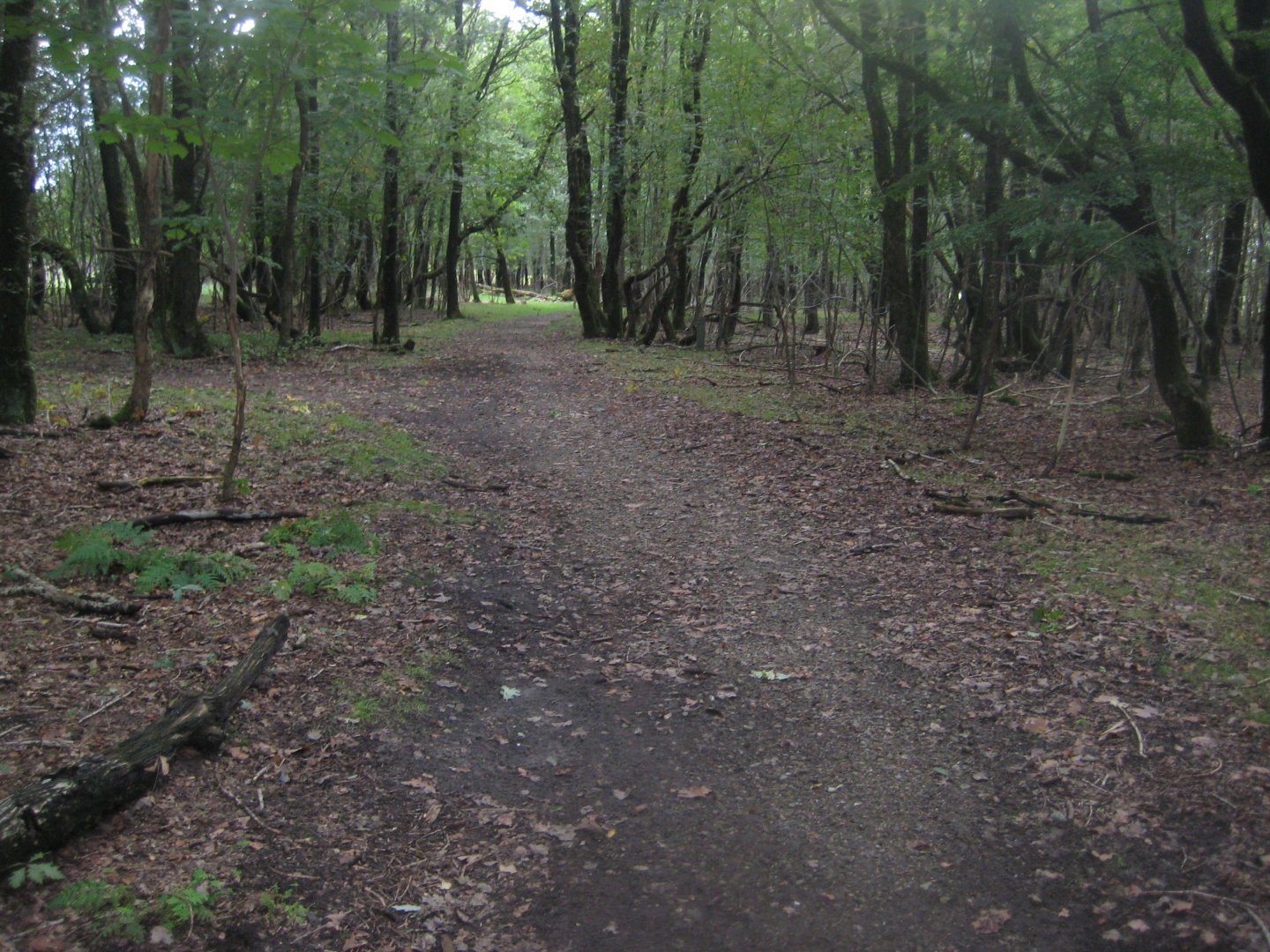Løvbakke Dyrehave - "Egekrattet"
