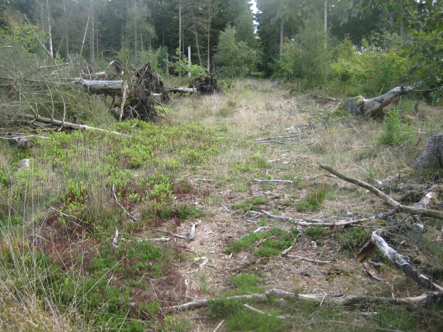 Løvbakke Dyrehave - "Nordskoven"