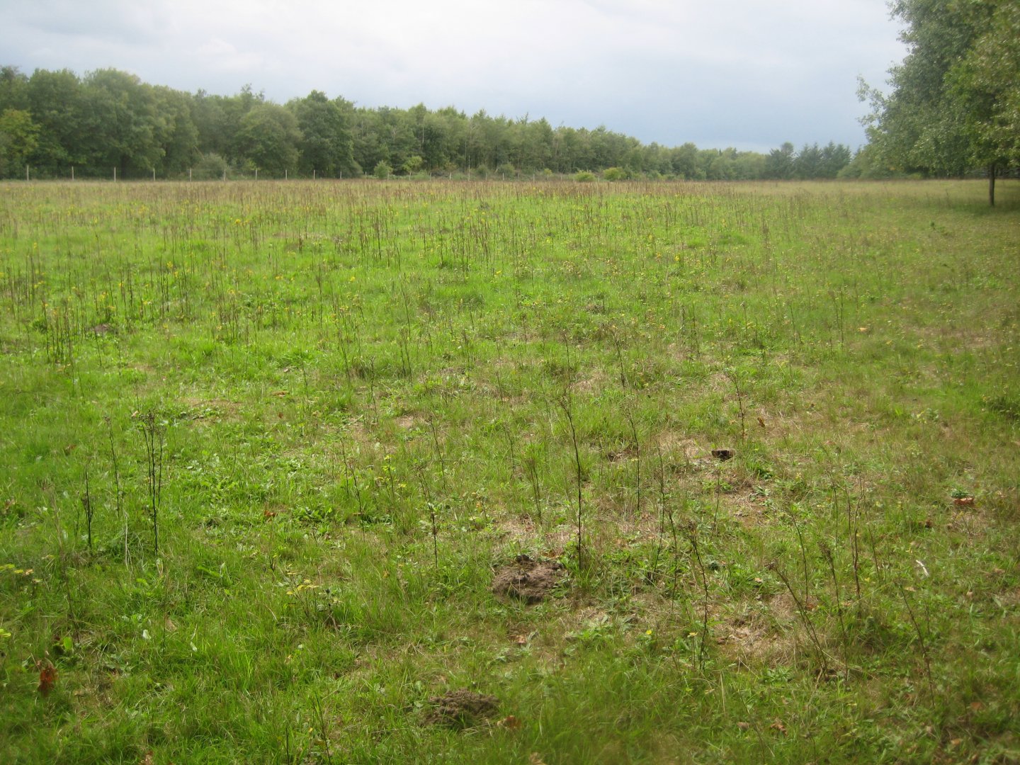 Løvbakke Dyrehave - "Tjørnesletten"