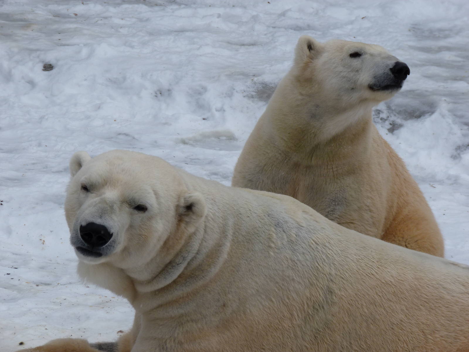 Love Birds...uh...Love Bears