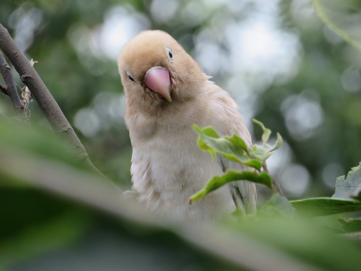 Lovebird (Agapornis sp.)